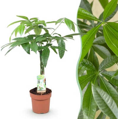 Green BoutiQ - Kamerplanten - Pachira Aquatica gevlochten stam - Geldboom - Weinig onderhoud - Groen - 1 Plant - Pot 17cm - Hoogte 60-70cm