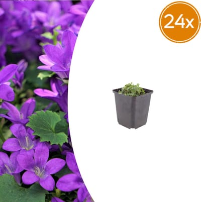 Tuinplantenshop.com | Campanula portenschlagiana | 24 stuks - Ø9cm - 10-25cm hoog - Tuinplant