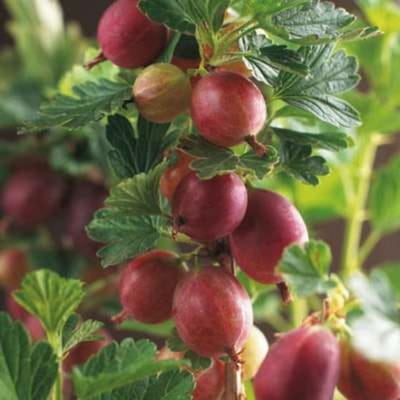 Ribes u.-c. 'Invicta' - Kruisbes struik in pot