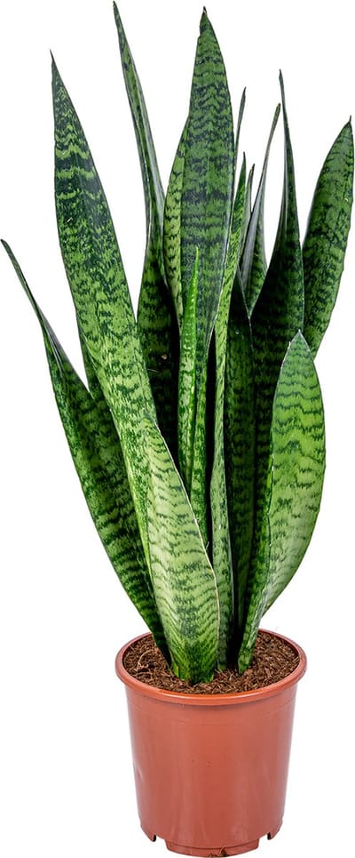 Bloomique - Sansevieria Zeylanica - Vrouwentong - Kamerplanten - Luchtzuiverend - Zeer Gemakkelijk te Verzorgen - Hoogte 50-70 cm - Pot 17 cm