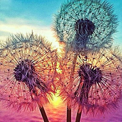 Diamond painting 40x50cm - wensbloemen/blaasbloemen - ronde steentjes