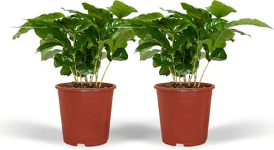Plantenboetiek.nl | Coffea Arabica - Koffieplant | 2 stuks - Ø12cm - 25cm hoog - Kamerplant - Groenblijvend - Multideal