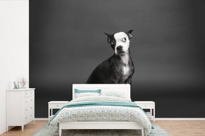 Behang - Fotobehang Hond - Vlek - Portret - Breedte 390 cm x hoogte 260 cm