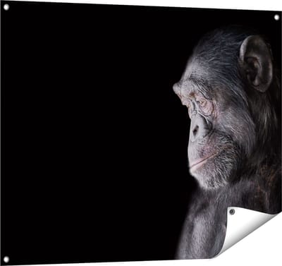 Gards Tuinposter Chimpansee Aap op Zwart Achtergrond - 100x80 cm - Tuindoek - Tuindecoratie - Wanddecoratie buiten - Tuinschilderij