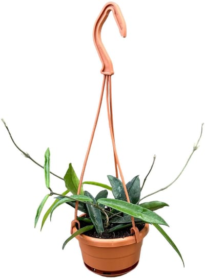 Hoya Minibelle Kamerplant Potmaat Ø10,5 cm |Vers Van De Kweker