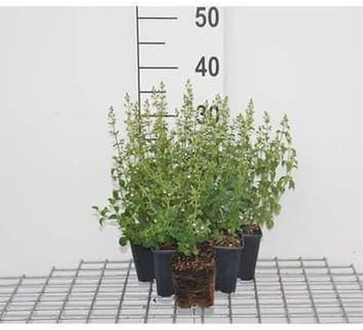 6x Calamintha - Calamintha nep. 'Nepeta' | 9x9 cm pot