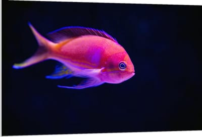Forex - Roze Visje in de Zee - 120x80cm Foto op Forex