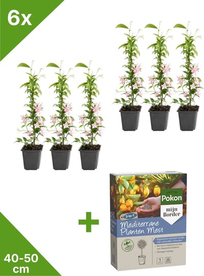 GARDENZO - 6x Roze Toscaanse Jasmijn (Trachelospermum 'Pink Showers') in P9 - 40/50 cm - + 1 Kg Pokon Mediterrane Planten Mest