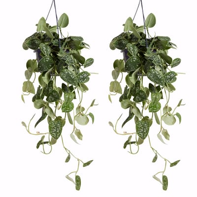 Bloomique - Set van 2 - Scindapsus Pictus - Zilverrank - Hangplant - Ook geschikt als Klimplant - Kamerplanten - Luchtzuiverend - Gemakkelijk in onderhoud - Hoogte 20-25 cm - Pot 15 cm