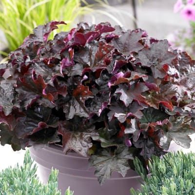 Klein purperklokje (Heuchera Micrantha) - Heuchera Palace Purple - Purperklokje - Vaste planten - Groenblijvend - Bodembedekkers