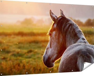 Gards Tuinposter Paard in de Weide tijdens Zonsondergang - 180x120 cm - Tuindoek - Tuindecoratie - Wanddecoratie buiten - Tuinschilderij