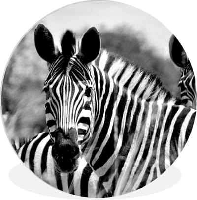 WallCircle® Wandcirkel 150x150 cm - Muurcirkel Zebra - Zwart - Wit - Dieren - Muurdecoratie woonkamer - Wanddecoratie slaapkamer - Kamer decoratie accessoires - Ronde schilderijen