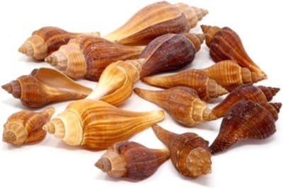 Decoratie/hobby posthoorn schelpen bruintinten 100 gram - Maritiem/zee/strand thema