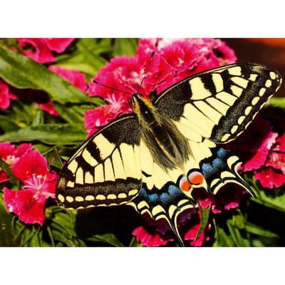 Ravensburger Jigsaw puzzle Colorful Animals Butterfly 500 pcs. 2D Puzzels