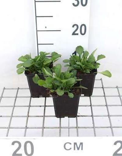 6x Margriet - Leucanthemum vulgare 'Maikönigin' | 9x9 cm pot