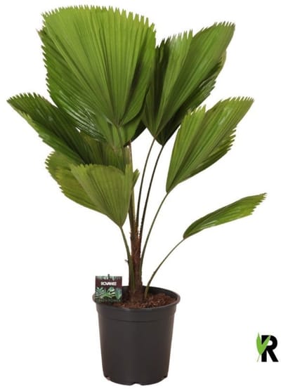 Licuala grandis 90 cm - Kamerplant - Potmaat Ø24 cm