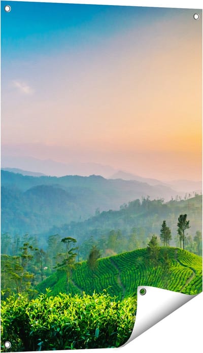 Gards Tuinposter Zonsondergang op een Thee Plantage - 60x90 cm - Tuindoek - Tuindecoratie - Wanddecoratie buiten - Tuinschilderij
