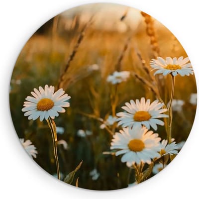 Saammp Muurcirkel Hout - Natuur - Madelief - landschap - Ø 90 - Wandcirkel - Wanddecoratie Cirkel - Muurdecoratie Woonkamer - Slaapkamer decoratie - Rond Schilderij
