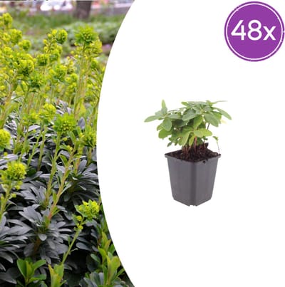 Tuinplantenshop.com | Euphorbia amygdal. robbiae | 48 stuks - Ø9cm - 10-25cm hoog - Tuinplant