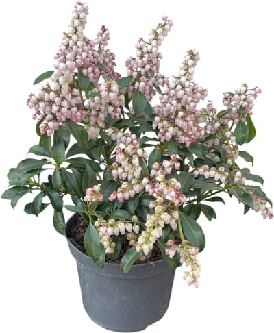 Pieris jap. Pink Passion ('Opstal 69'PBR) - Rotsheide | 25-30 cm in pot