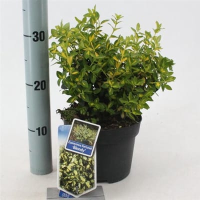 Plants Online - Tuinplanten - Heesters - Set van 1 - Euonymus fortunei Blondy - 2 liter pot - Plant 20-25 cm