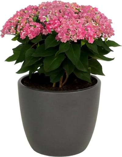 1x bloempot in kleur mat antraciet grijs keramiek voor kamerplant h22.5 x d25 cm- plantenpotten binnen