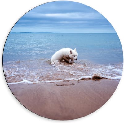 Dibond Wandcirkel - Witte Hond in de Zee - 60x60cm Foto op Aluminium Wandcirkel (met ophangsysteem)