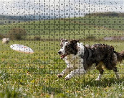 Puzzel Border Collie met frisbee | 500 stukjes | Dierenpuzzel | Hondenpuzzel
