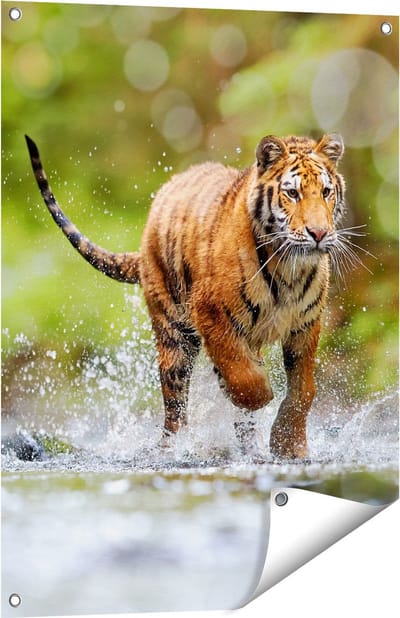 Gards Tuinposter Tijger Loopt in het Water - 60x80 cm - Tuindoek - Tuindecoratie - Wanddecoratie buiten - Tuinschilderij