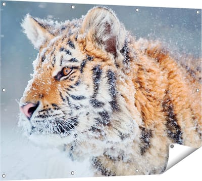 Gards Tuinposter Tijger tijdens de Sneeuw - 120x90 cm - Tuindoek - Tuindecoratie - Wanddecoratie buiten - Tuinschilderij