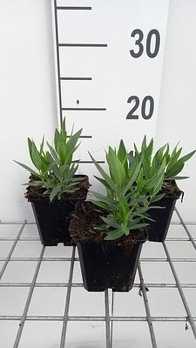 6x Stermaagdenpalm - Amsonia tab. 'Blue Ice' | pot 9 x 9 cm