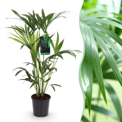 Plantenboetiek.nl | Howea Forsteriana - Kentia Palm - Weinig Onderhoud - Groen - Ø19cm - 80-85cm hoog - Kamerplant - Groenblijvend