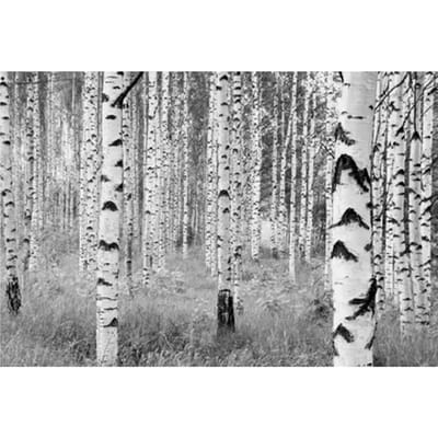 Komar Fotobehang Woods 368x248 cm XXL4-023