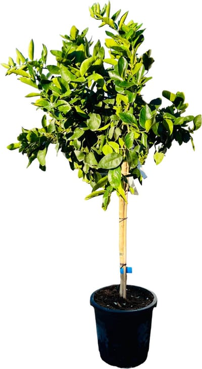 Tropictrees - Limoenboom - Citrus Latifolia - Limoen - Eetbaar - Citrusboom - Hoogte ca. 150cm
