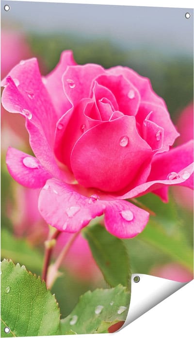 Gards Tuinposter Roze Roos met Waterdruppels - 60x90 cm - Tuindoek - Tuindecoratie - Wanddecoratie buiten - Tuinschilderij