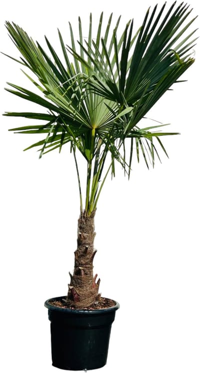 Tropictrees - Palmboom - Trachycarpus Fortunei - Plant - Winterhard - Pot ⌀ 35cm - Hoogte ca. 160/170cm