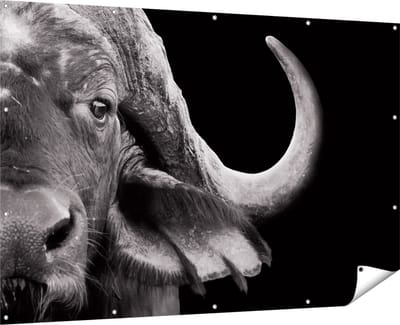 Gards Tuinposter Buffel - Buffelkop - Zwart Wit - 180x120 cm - Tuindoek - Tuindecoratie - Wanddecoratie buiten - Tuinschilderij