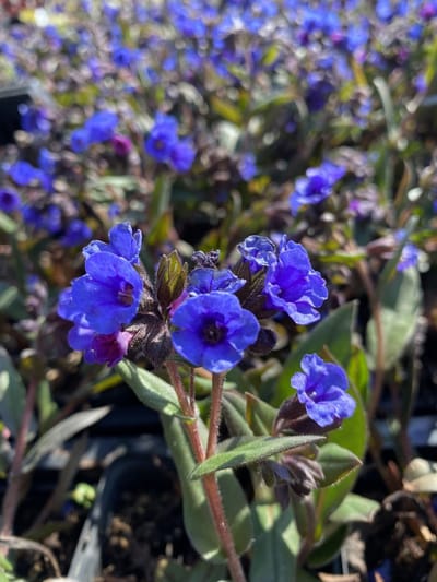 6 x Pulmonaria 'Blue Ensign' - Longkruid - P9 Pot (9 x 9cm) - Dima Vaste Planten