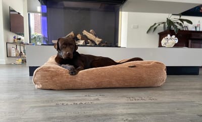 Dog's Companion Hondenkussen / Hondenbed -S - 70 x 50 cm - Camel Giant Ribcord
