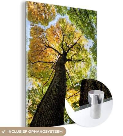 MuchoWow® Glasschilderij 30x40 cm - Schilderij acrylglas - Boom - Natuur - Bos - Foto op glas - Schilderijen