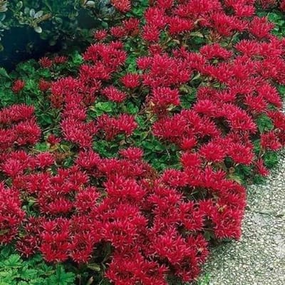 Sedum zaden - Bodembedekker plant - Tuin aanleggen - Makkelijk te kweken - 50 stuks - Groen