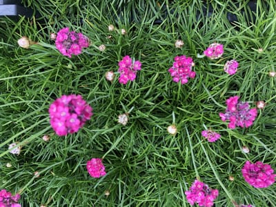 6x Engels gras - Armeria maritima 'Splendens' | 9x9 cm pot