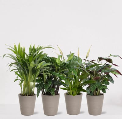 Kamerplanten set met 4 planten in sierpot Babe Grijs – luchtzuiverende kamerplant – meerjarige plant – Areca - Calathea Blue Grass - Calathea Compactstar - Spathiphyllum – groenblijvende planten set 4 stuks - ↕35-55cm - Ø13 – vers uit de kwekerij