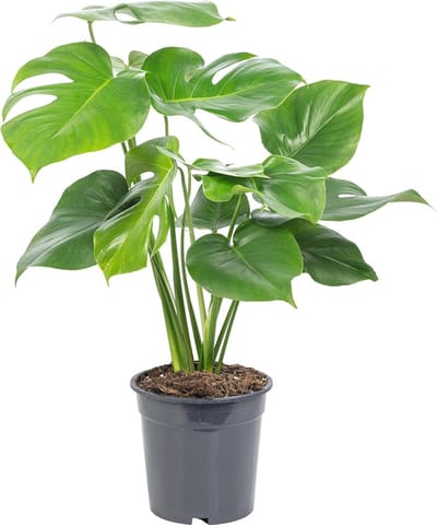 Onderhoudsarme Kamerplant met Decoratief Raamblad - Hoogte 75 cm, Pot Ø 19 cm