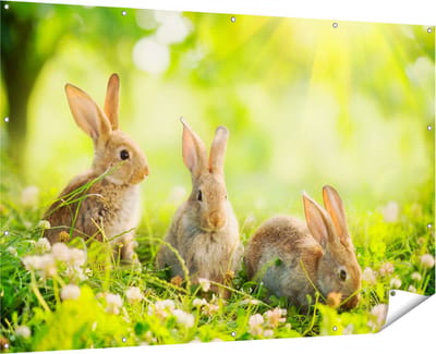 Gards Tuinposter Drie Konijnen op het Gras bij Zonneschijn - 180x120 cm - Tuindoek - Tuindecoratie - Wanddecoratie buiten - Tuinschilderij