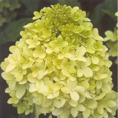 1 x Hydrangea paniculata 'Limelight' - Pluimhortensia 40-50 cm pot - veelzijdige en kleurrijke tuinplant