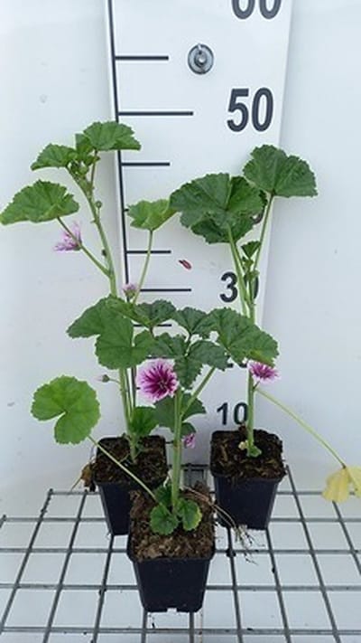 6x Muskuskaasjeskruid - Malva sylv. 'Zebrina' | 9x9 cm pot