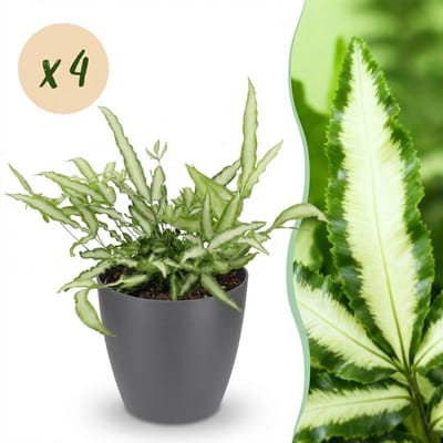Plantenboetiek.nl | Pteris cretica Albolineata - Lintvaren - Huisdiervriendelijke Plant - Groen - 4 Planten - met Potter Grijs - Ø12cm - 20cm hoog - Kamerplant - Arrangement - Plant met pot