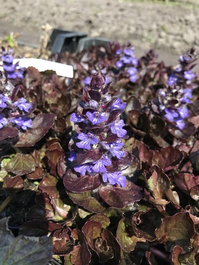 6 x Ajuga reptans 'Black Scallop' - Zenegroen - P9 Pot (9 x 9cm) - Dima Vaste Planten