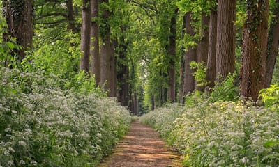 Fotobehang van romantisch bruidslaantje met Fluitekruid in Waardenburg 350 x 260 cm - € 235,--